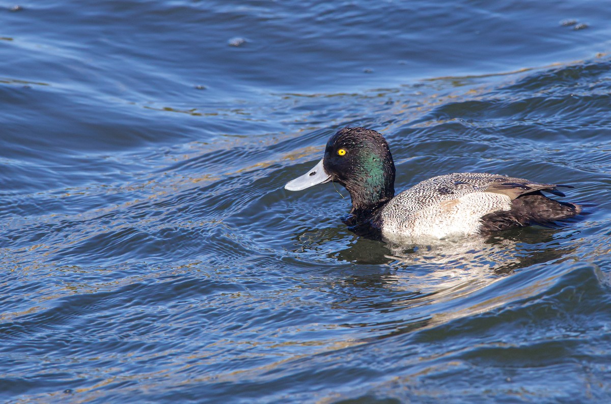 Greater/Lesser Scaup - ML613256165