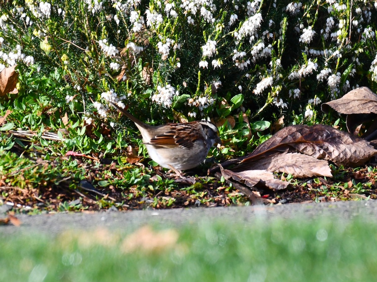 White-throated Sparrow - ML613256203