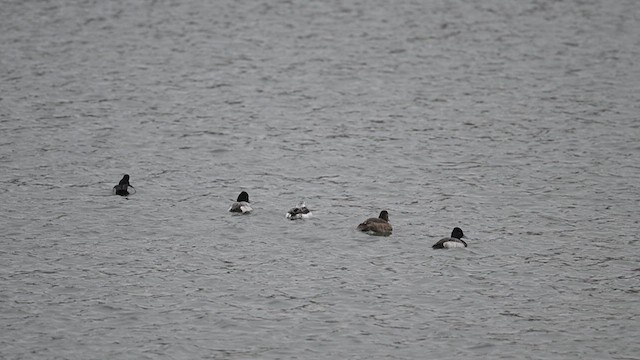 Long-tailed Duck - ML613256336
