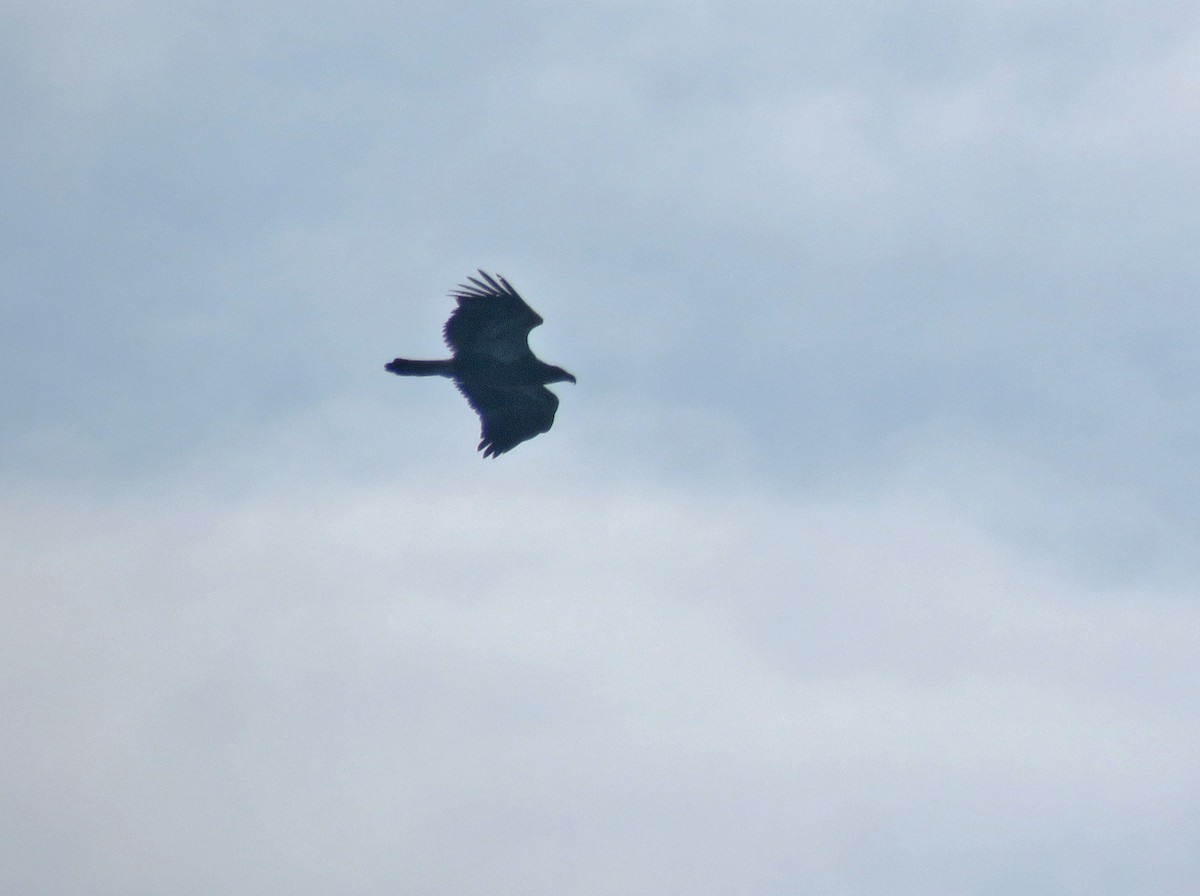 Wisconsin eBird Checklist - 7 Jan 2024 - Lake Park--Linnwood Water ...