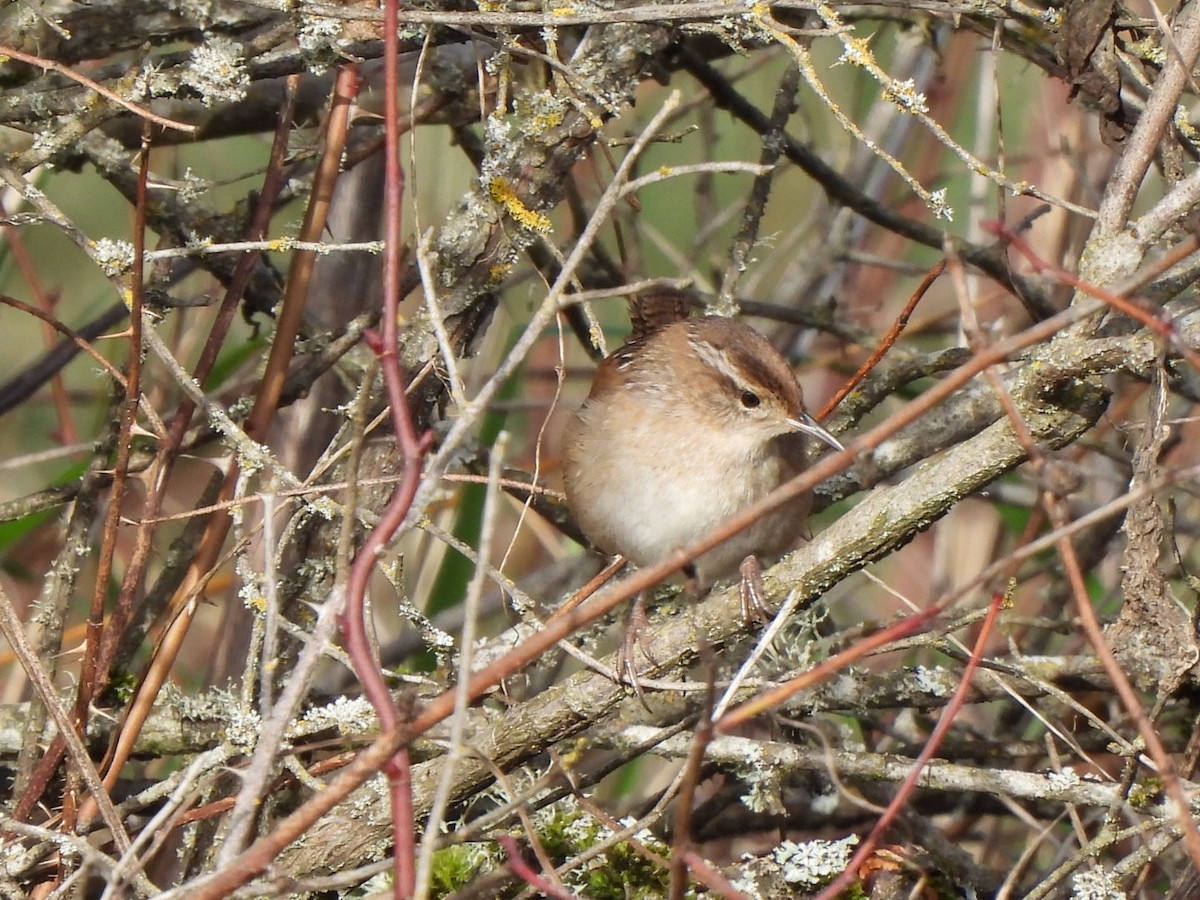 EBird Checklist 7 Jan 2024 Sauerkraut Rd 24 Species   1200