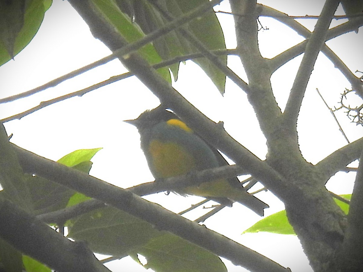 Black-faced Dacnis (Yellow-tufted) - ML613256526