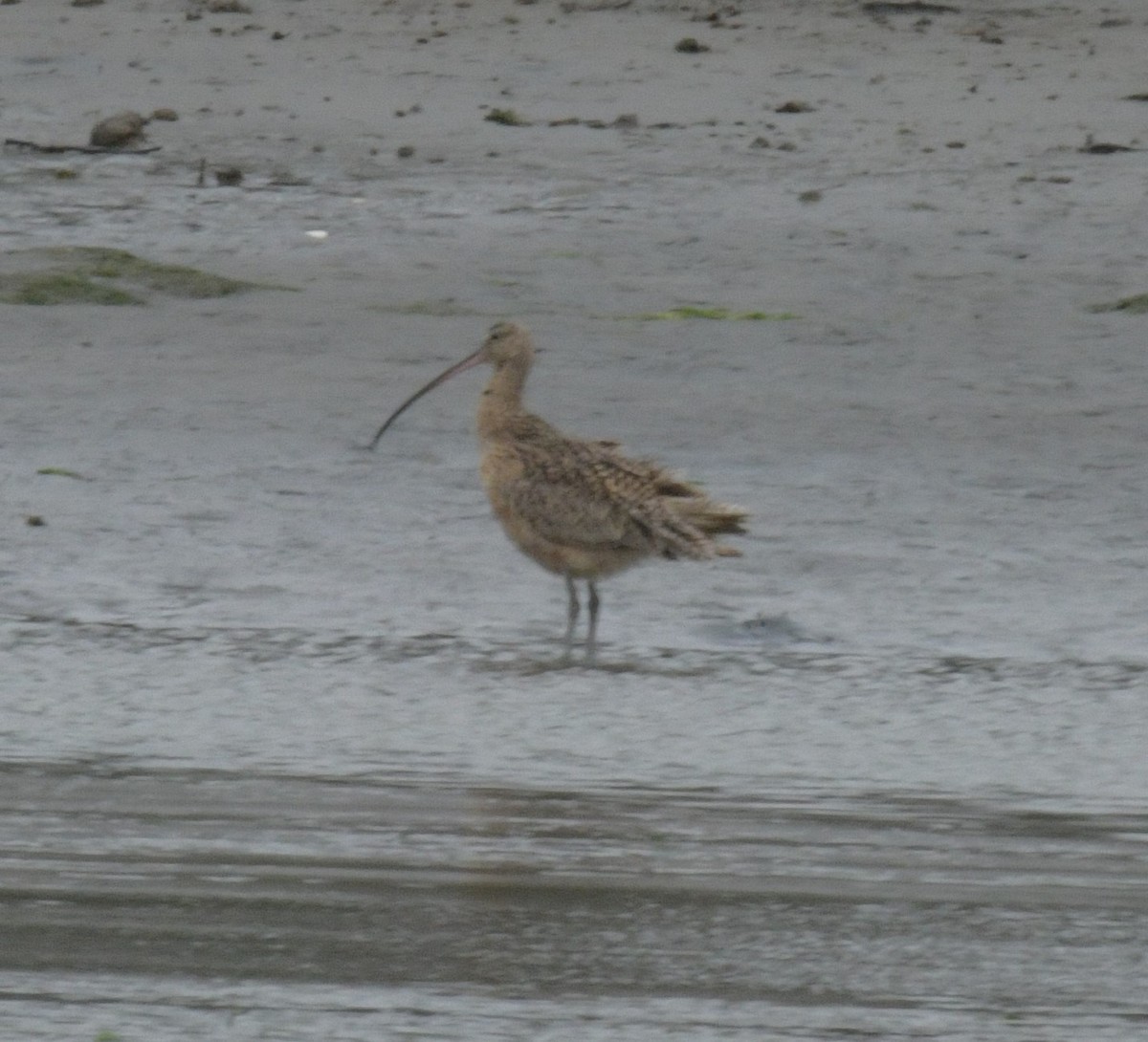 Long-billed Curlew - ML613256528