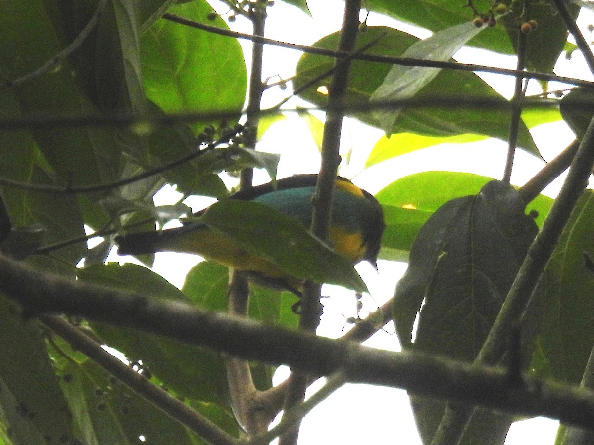 Black-faced Dacnis (Yellow-tufted) - ML613256529