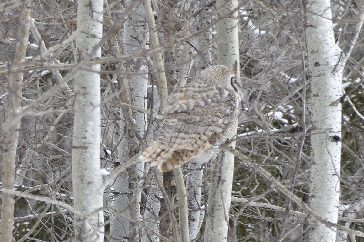 Great Horned Owl - ML613256615