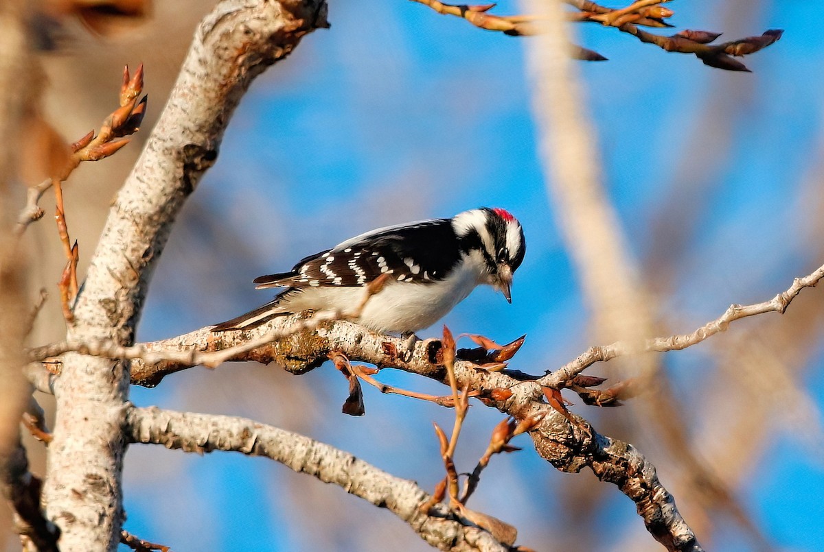 Downy Woodpecker - ML613256633