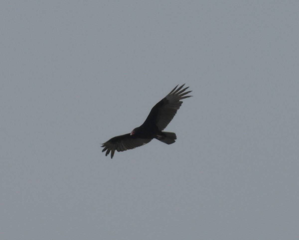 Turkey Vulture - ML613256639