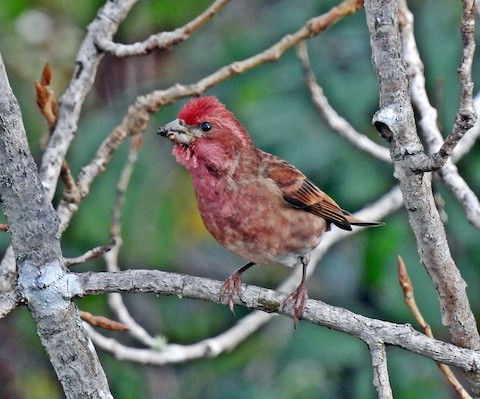 Purple Finch Western Haemorhous purpureus californicus Media