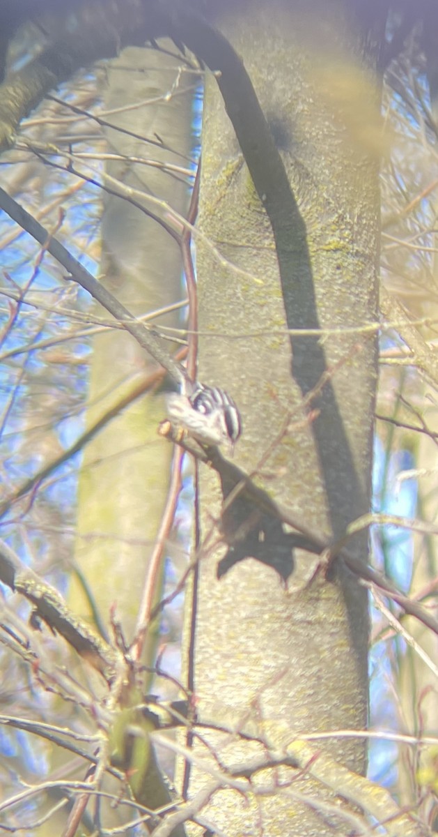 Black-and-white Warbler - ML613256698