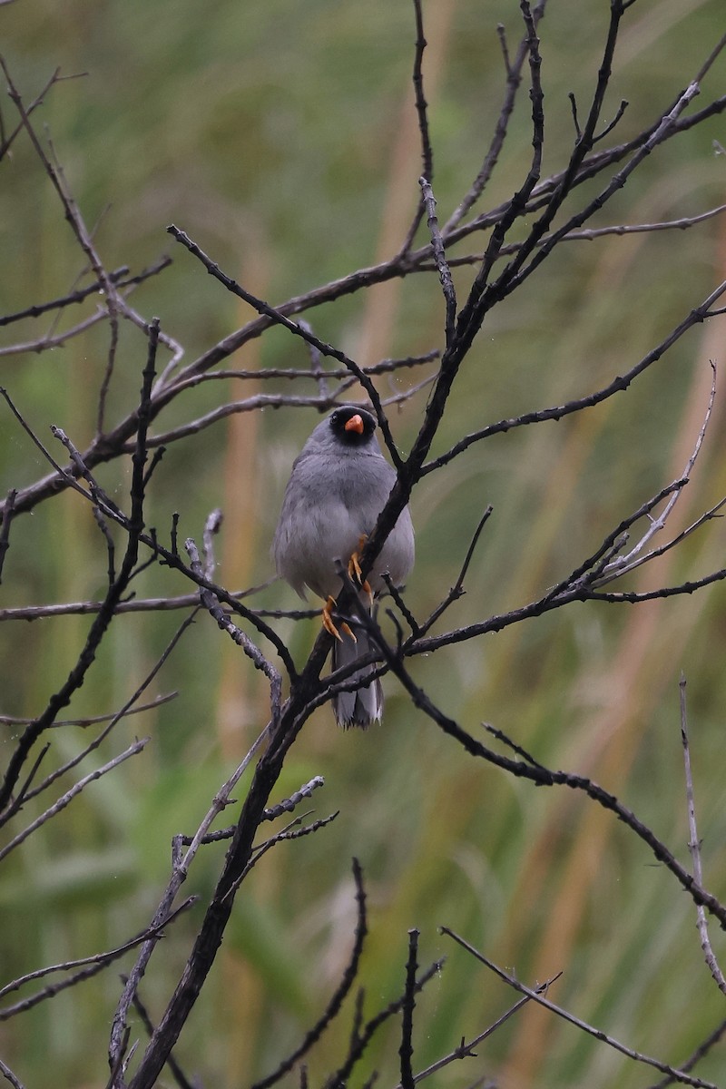 Gray-winged Inca-Finch - ML613256795