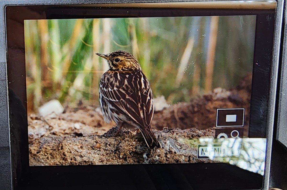 Red-throated Pipit - ML613256839
