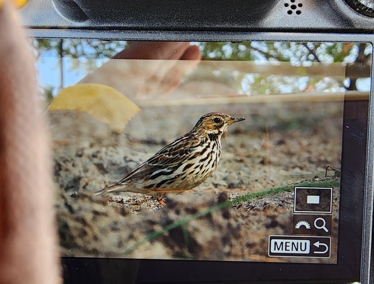 Red-throated Pipit - ML613256841