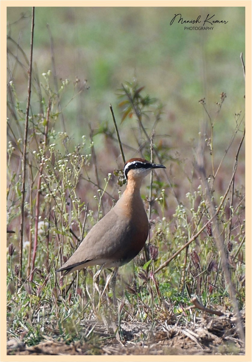 Indian Courser - ML613256952