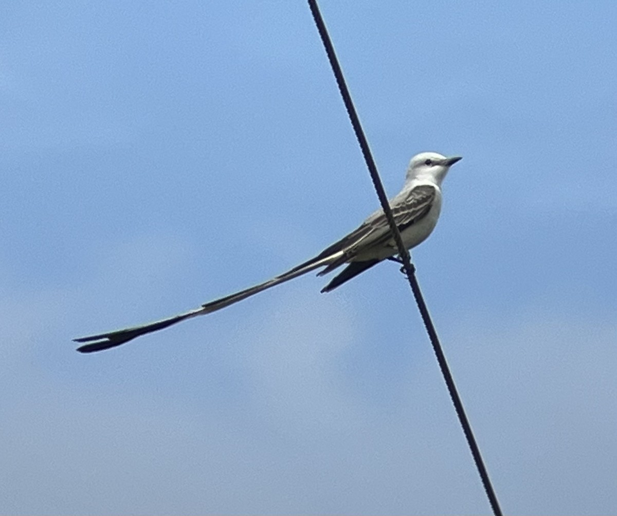 Scissor-tailed Flycatcher - ML613257146