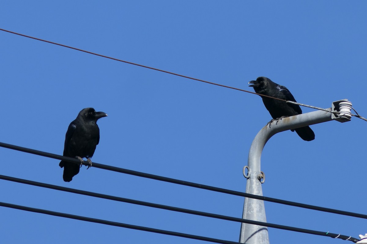 Large-billed Crow - ML613257178