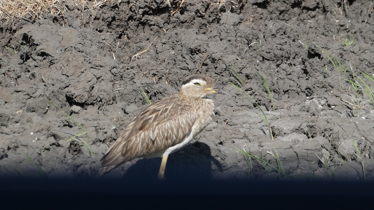Double-striped Thick-knee - ML613257230