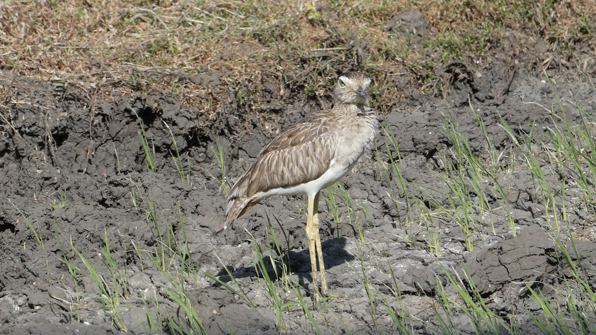 Double-striped Thick-knee - ML613257231