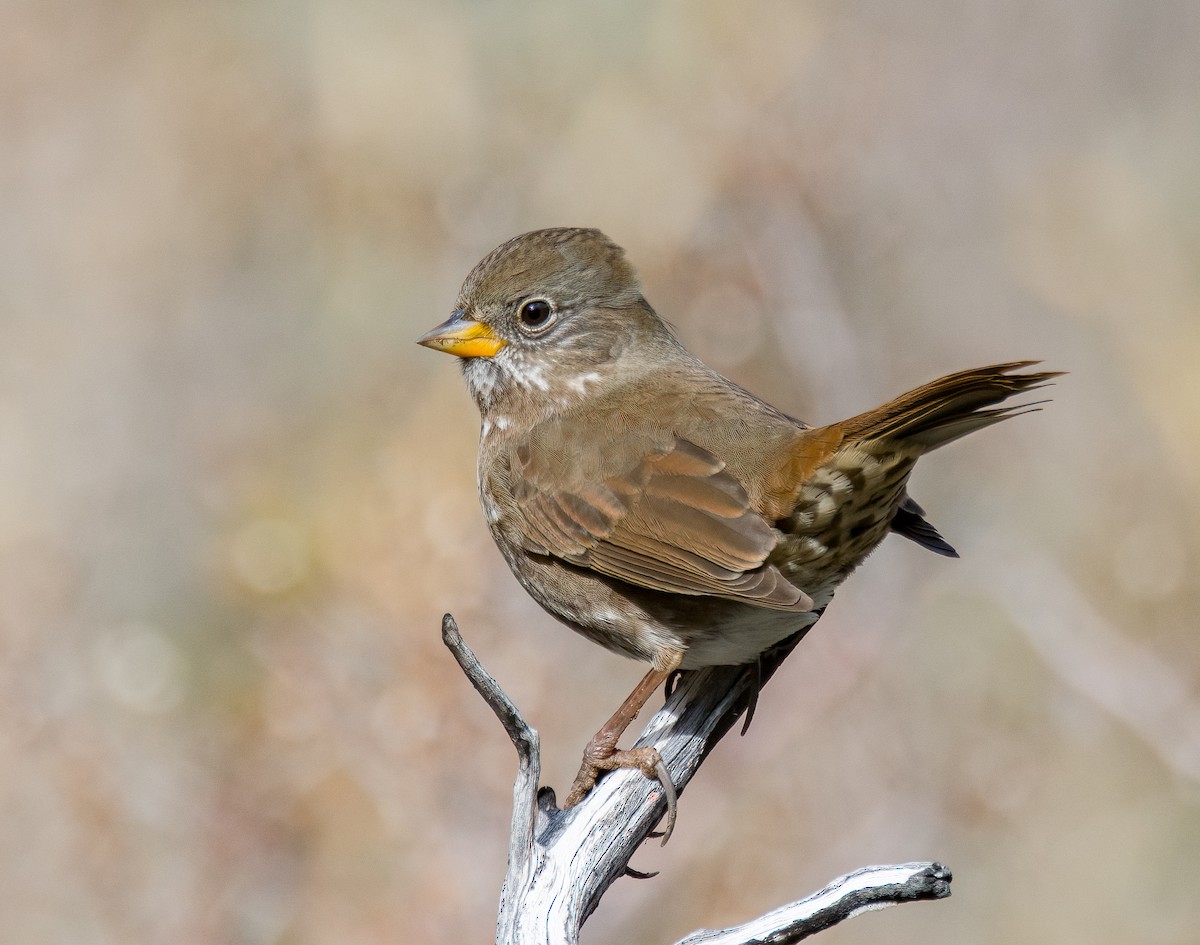 Fox Sparrow (Sooty) - ML613257283