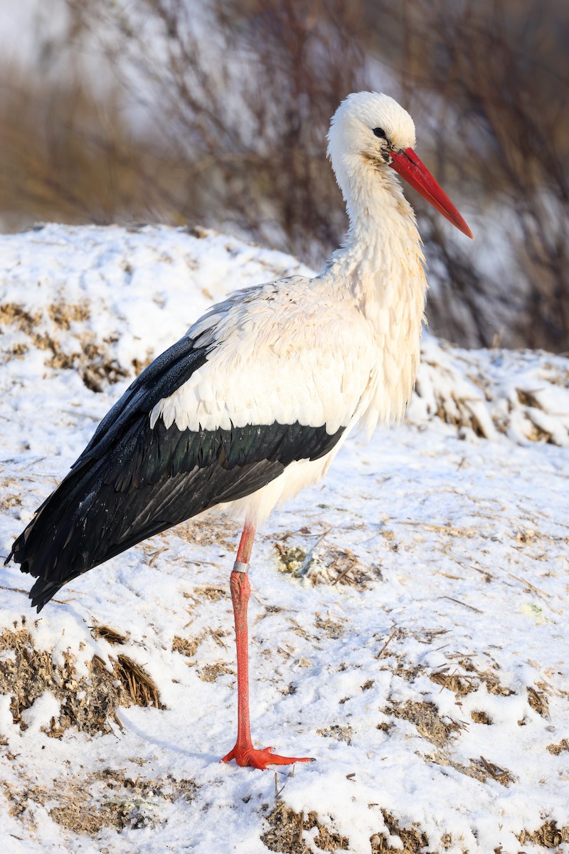 White Stork - ML613257333