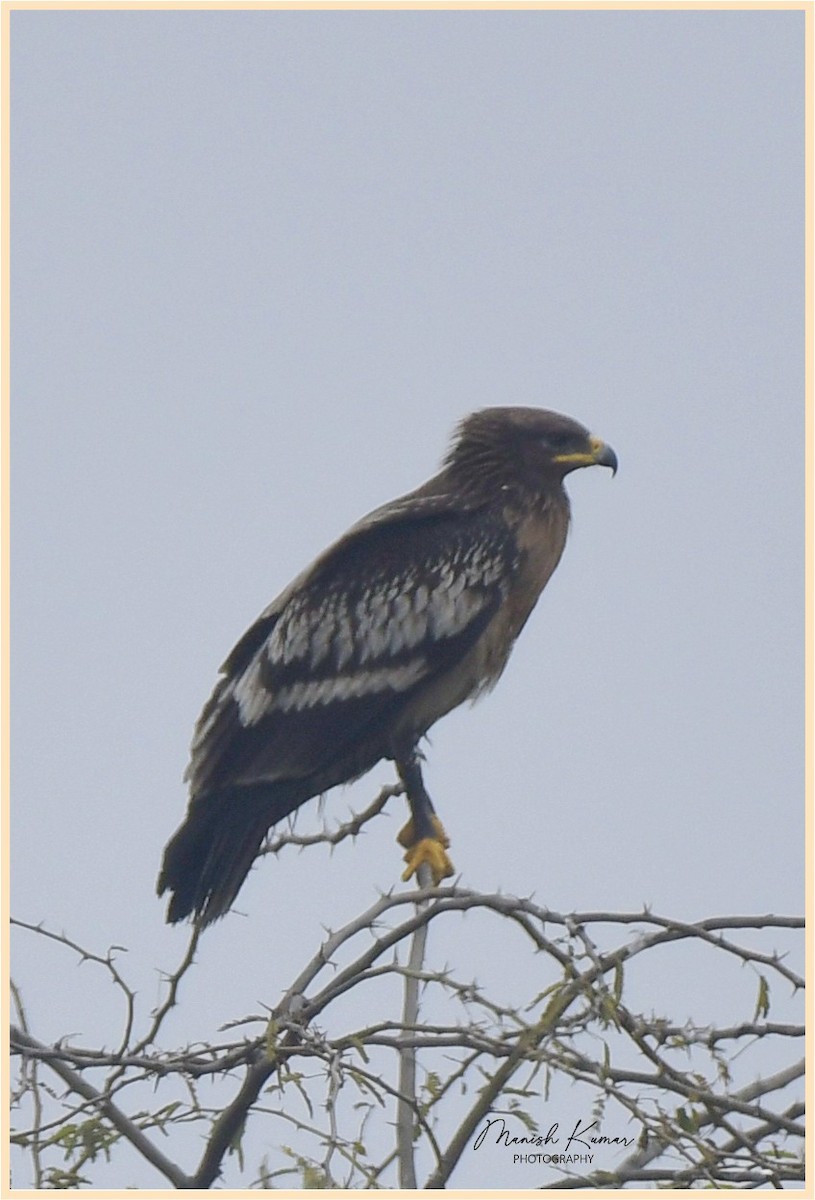 Greater Spotted Eagle - ML613257410