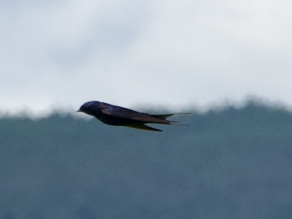 Montane Blue Swallow - GARY DOUGLAS