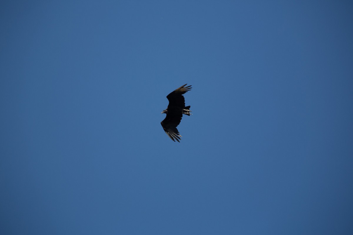 Black Vulture - ML613258364