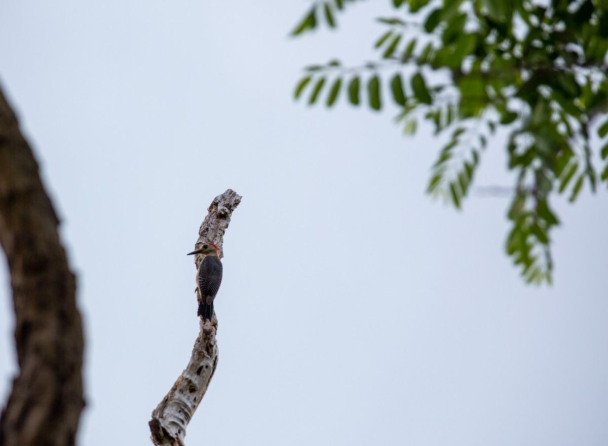 Golden-fronted Woodpecker - Kerrington Maner