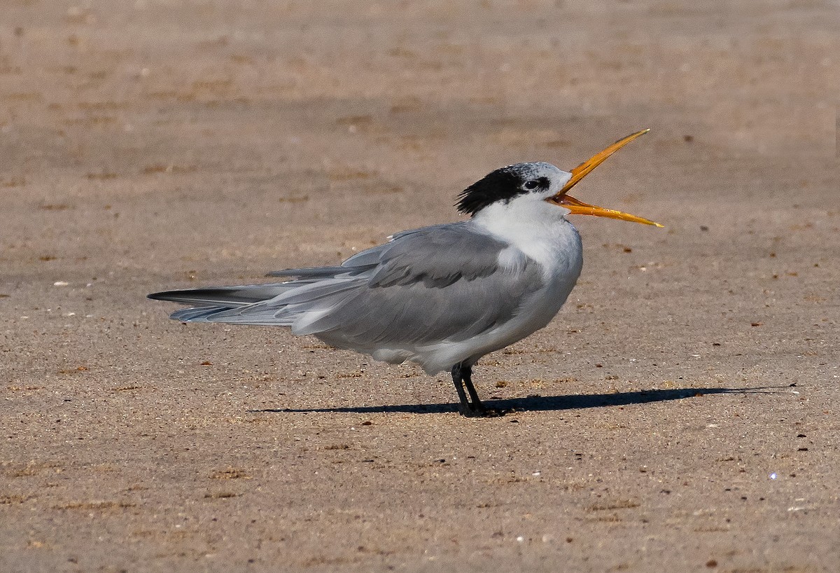 Lesser Crested Tern - Bidyut De