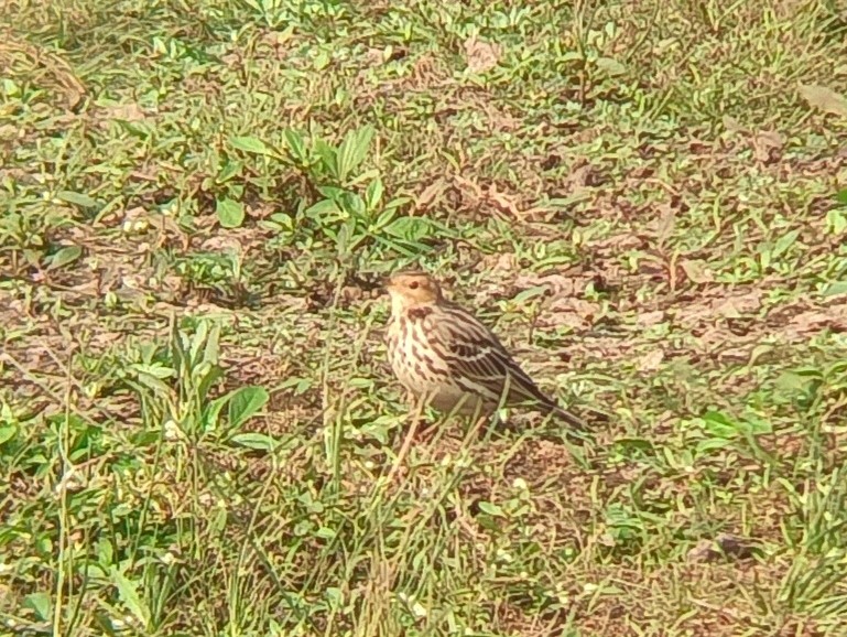 Red-throated Pipit - ML613259050