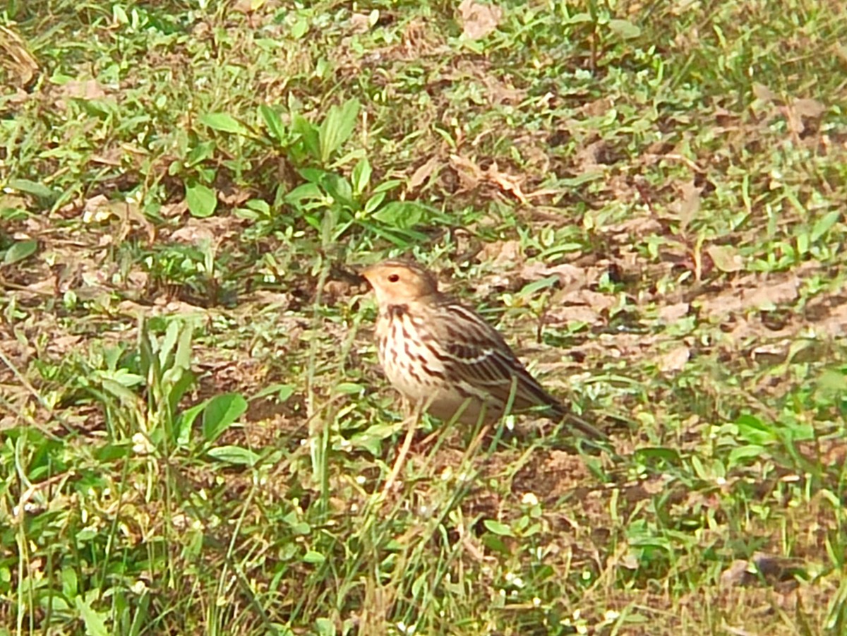 Red-throated Pipit - ML613259052