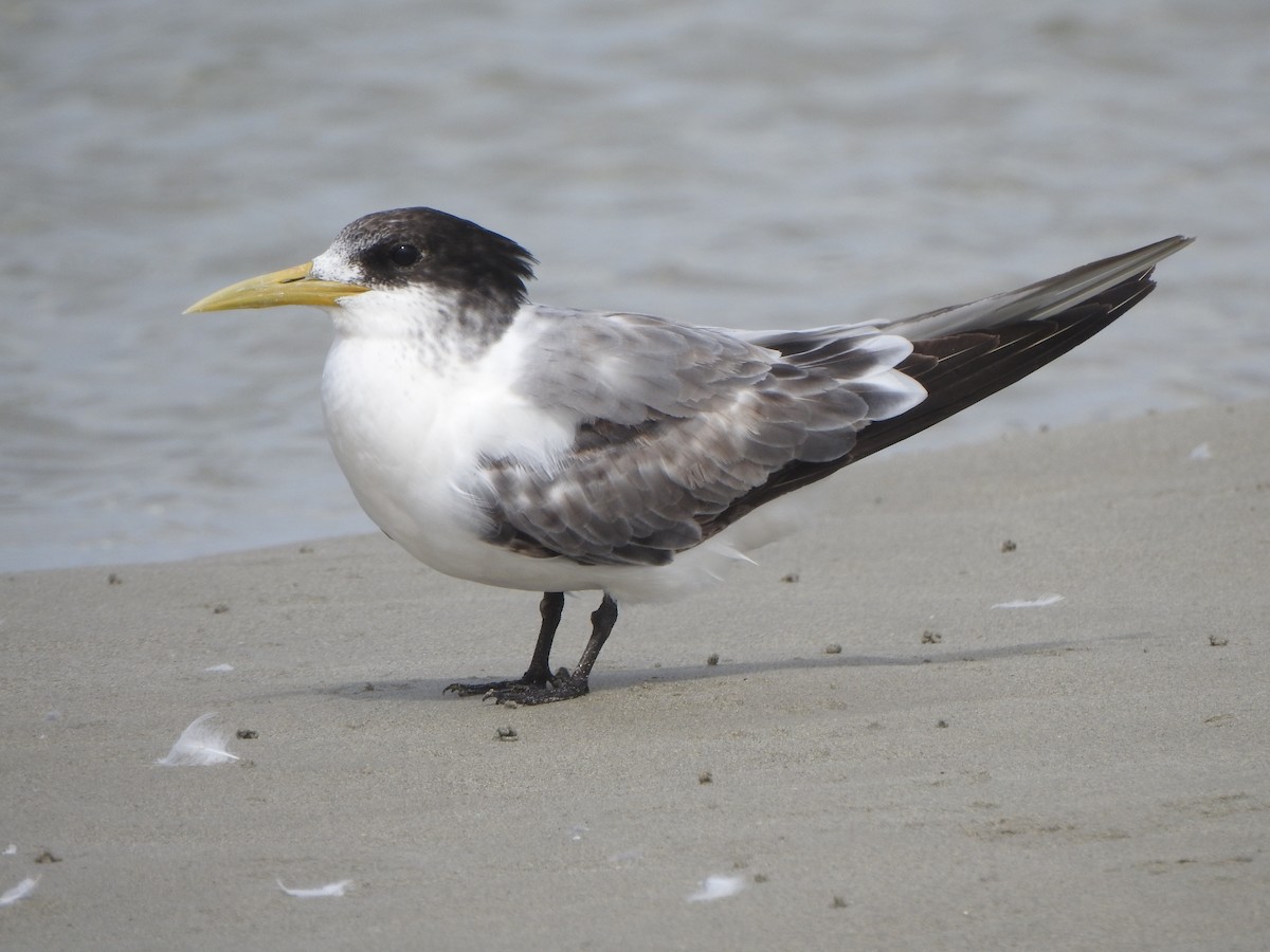 Great Crested Tern - ML613259601
