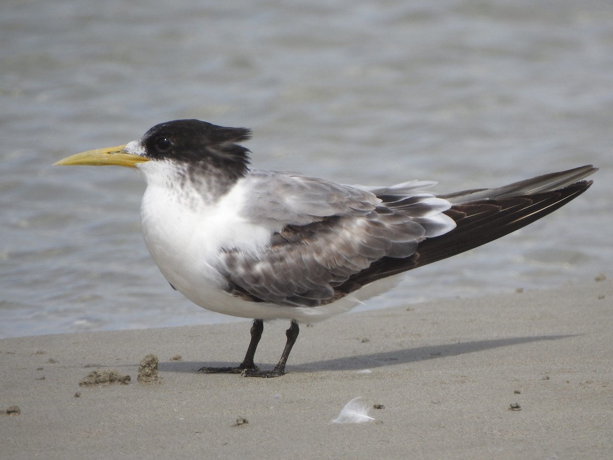 Great Crested Tern - ML613259609