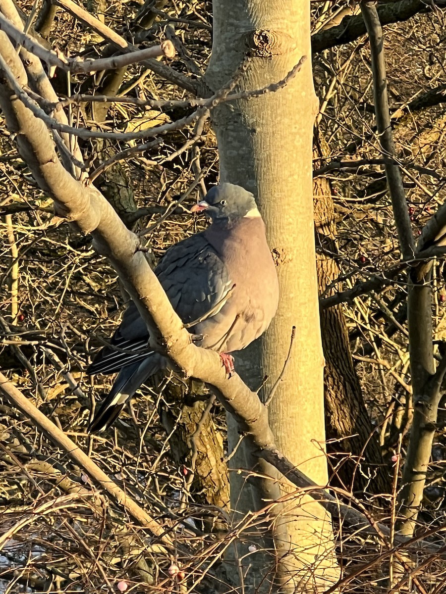 Common Wood-Pigeon - ML613259662
