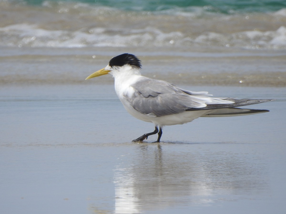 Great Crested Tern - ML613259676