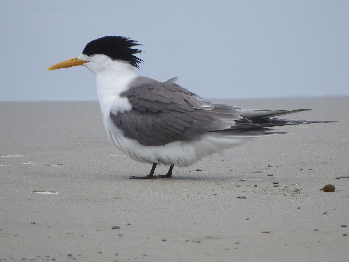 Great Crested Tern - ML613259677