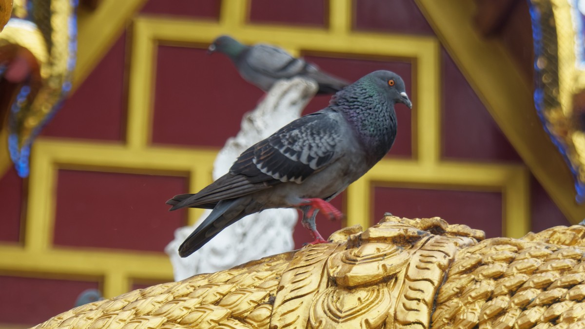Rock Pigeon (Feral Pigeon) - ML613259680