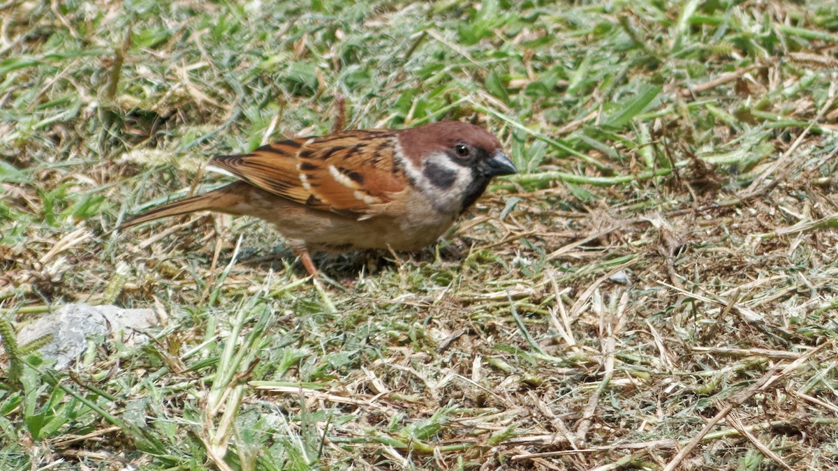Eurasian Tree Sparrow - ML613259806