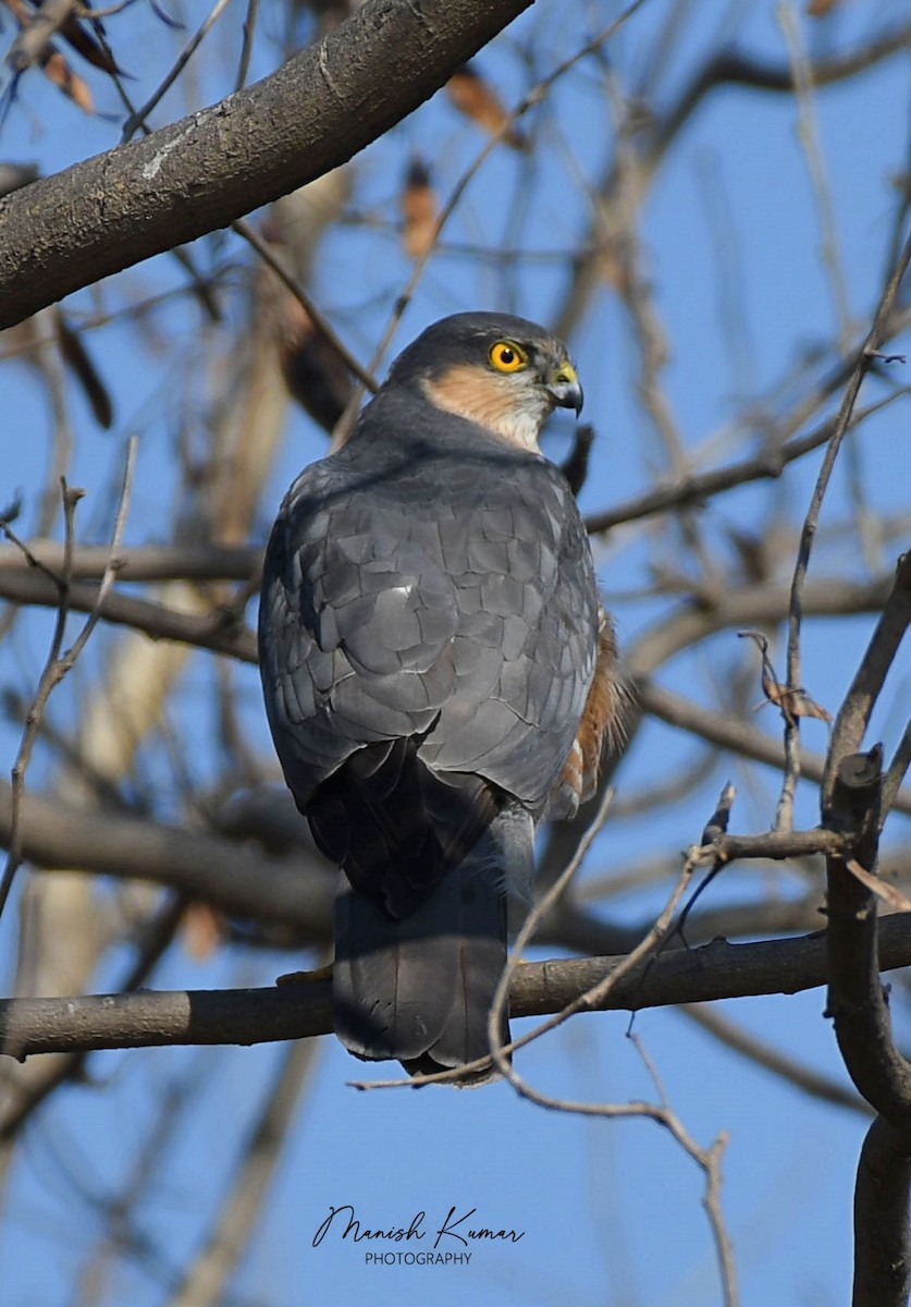 EBird India Checklist 12 Feb 2022 Mandothi 1 Species