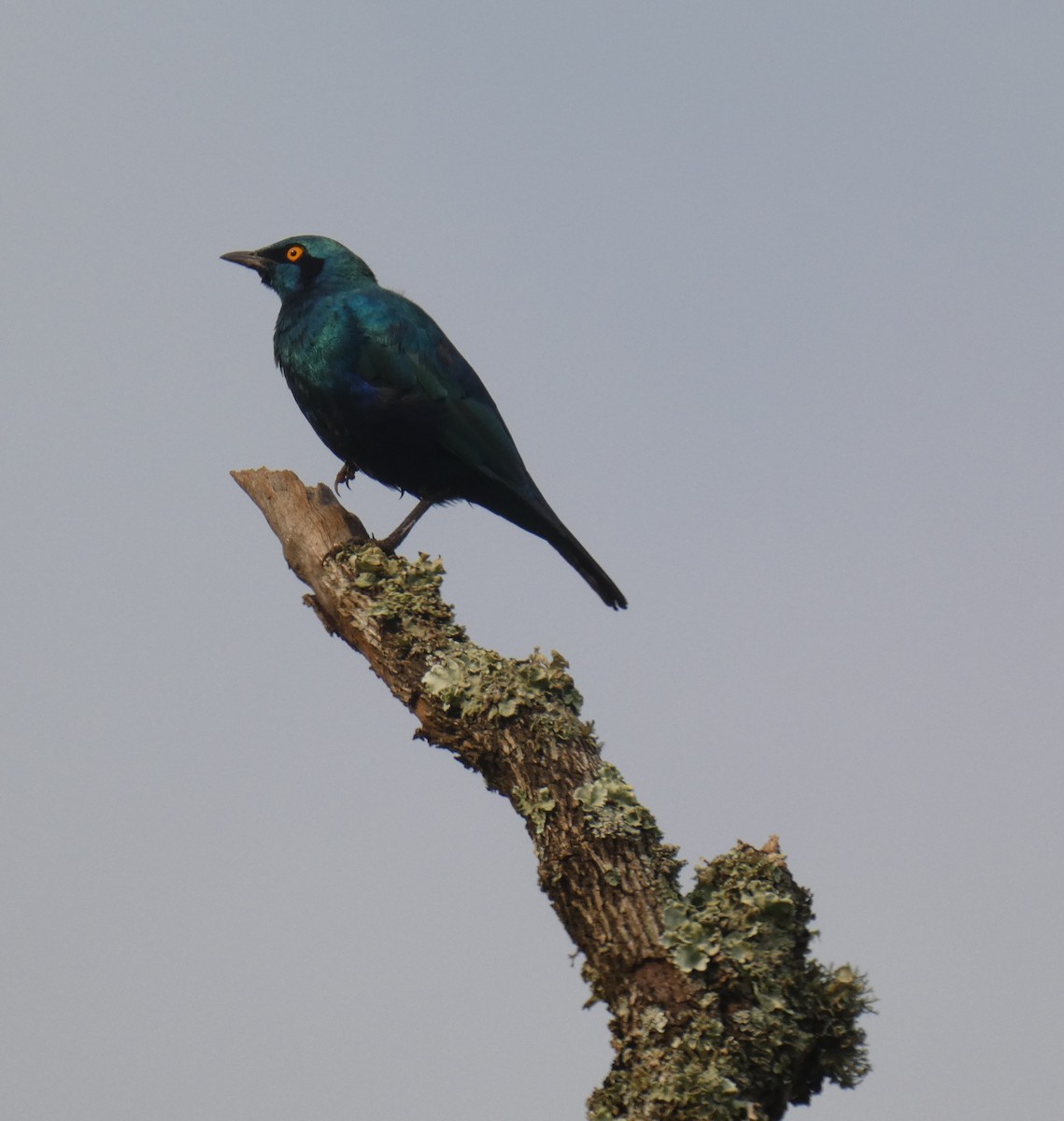 Greater Blue-eared Starling - ML613259913