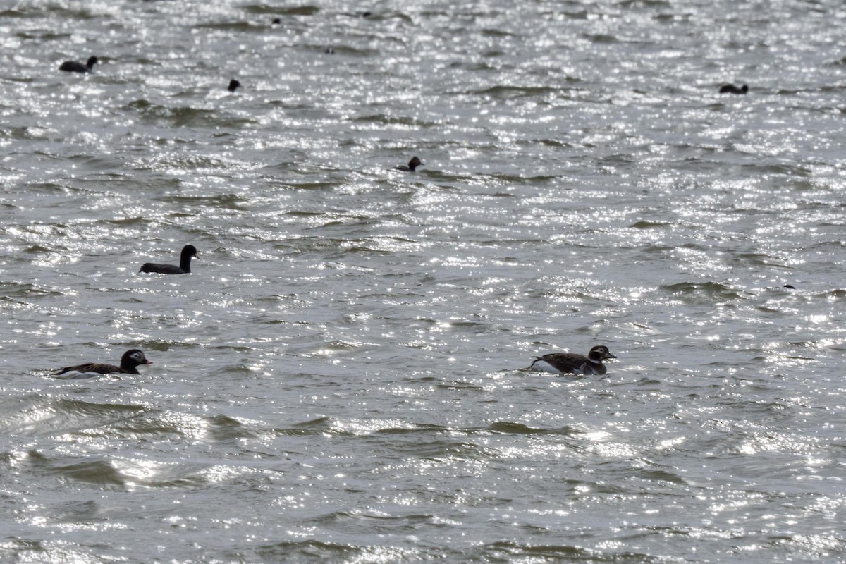 eBird Checklist - 15 May 2023 - Chukh lake, Dashbalbar, Dornod, MN - 25 ...