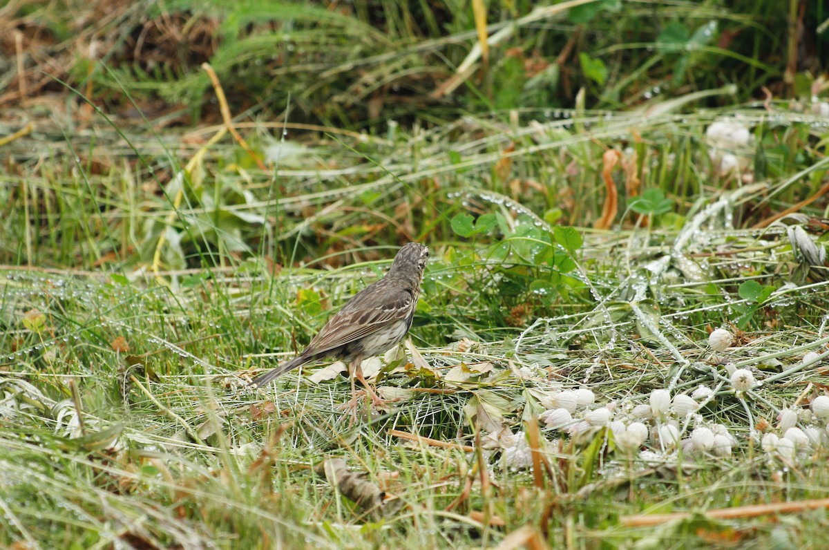 Olive-backed Pipit - ML613260163