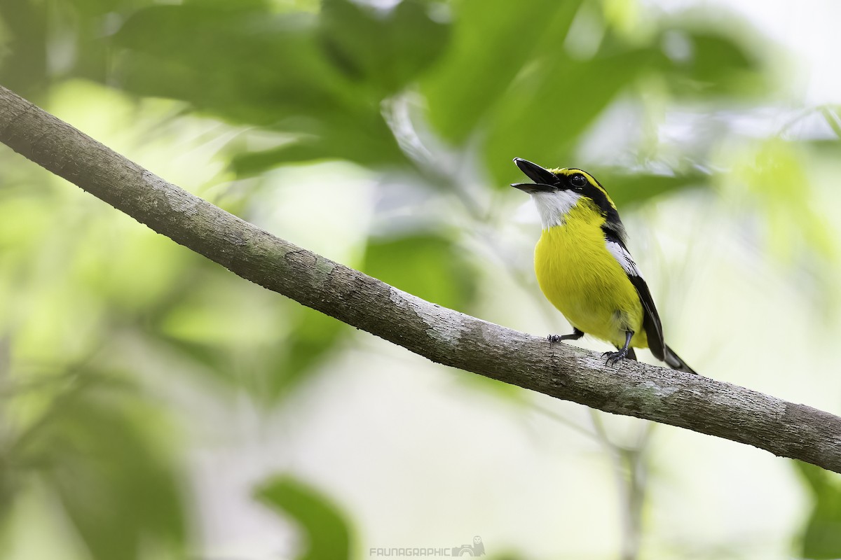 Yellow-breasted Boatbill - ML613260341