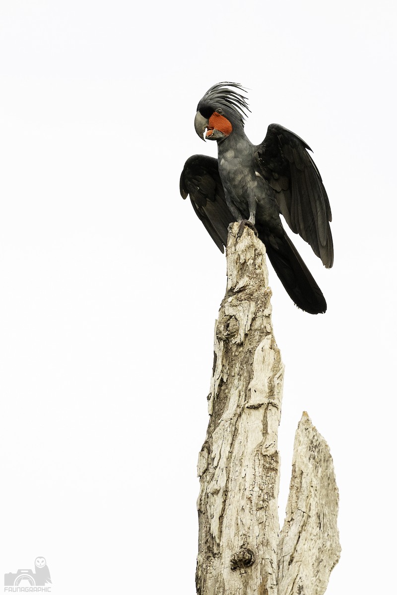 Palm Cockatoo - Matt Wright | Faunagraphic Wildlife Tours