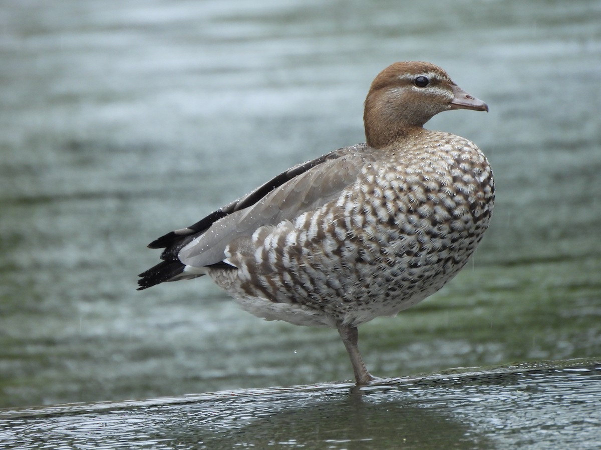 EBird Checklist 8 Jan 2024 The Ponds 18 Species   1200