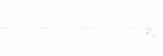 Широкохвістка середземноморська - ML613260572