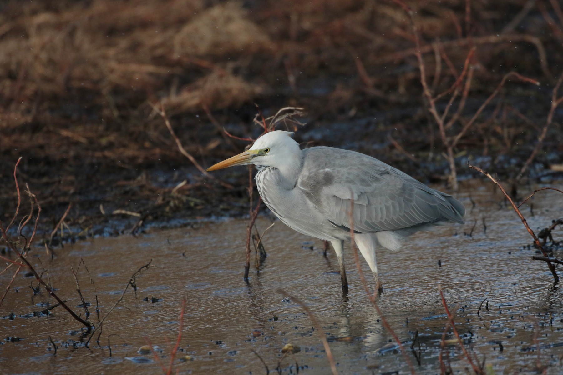 great-egret-x-gray-heron-hybrid-ebird