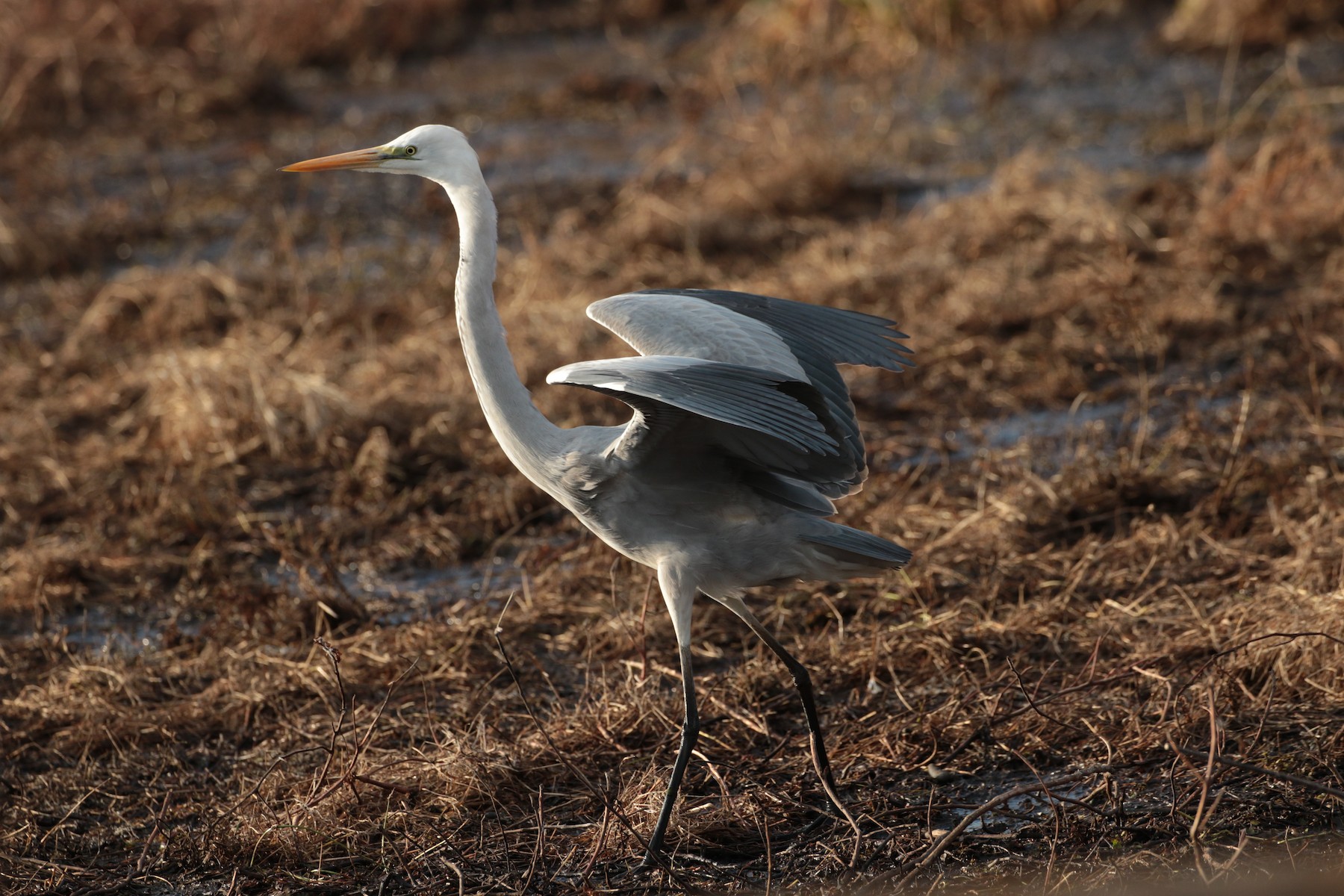 great-egret-x-grey-heron-hybrid-ebird