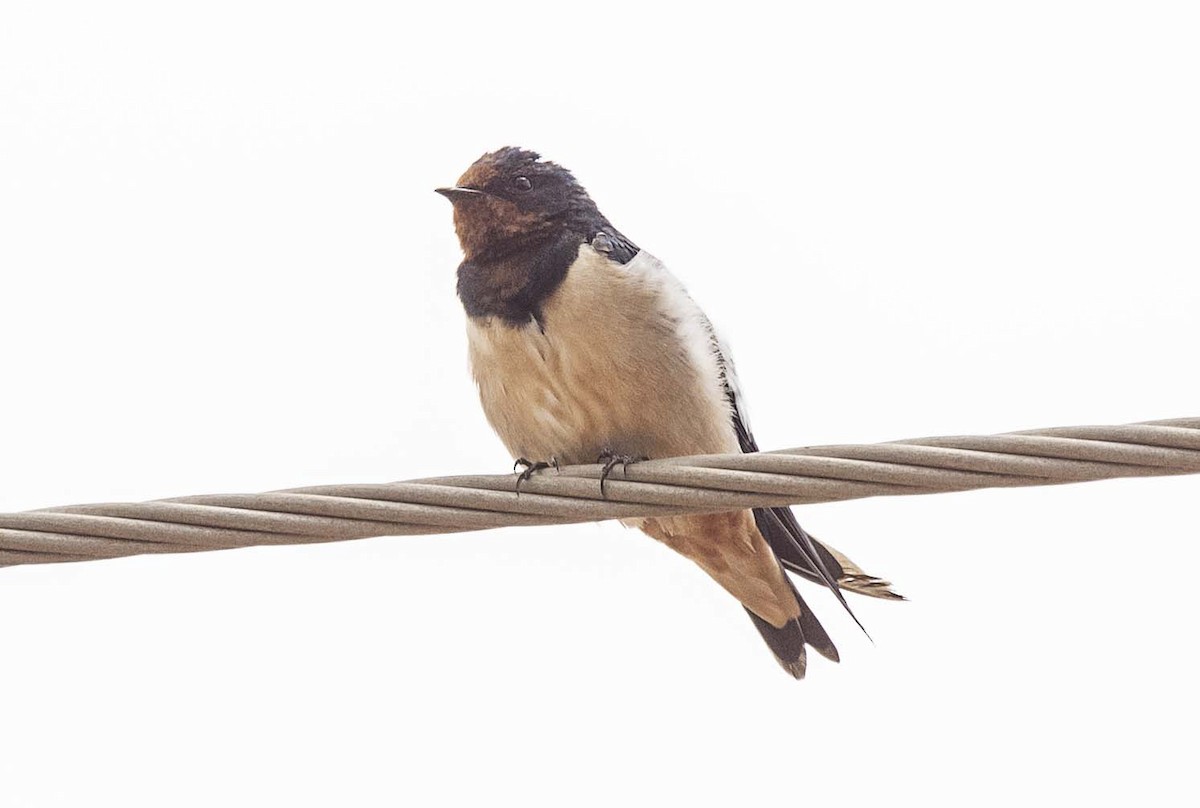 Barn Swallow (Buff-bellied) - ML613260942