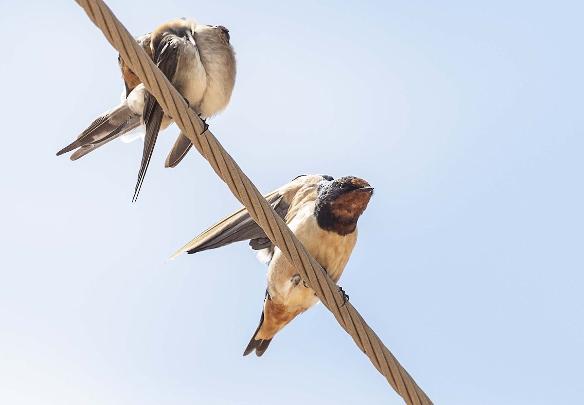 Barn Swallow (Buff-bellied) - ML613260950