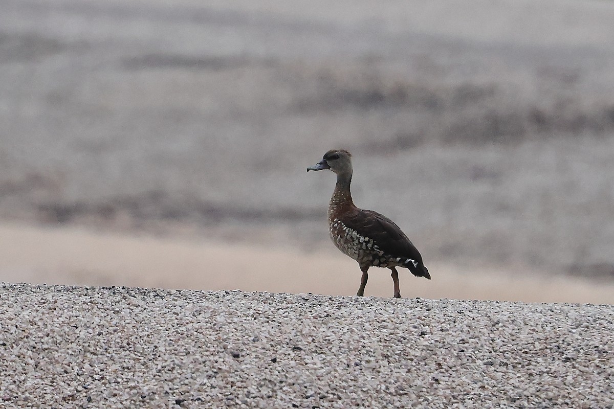 Spotted Whistling-Duck - ML613261010